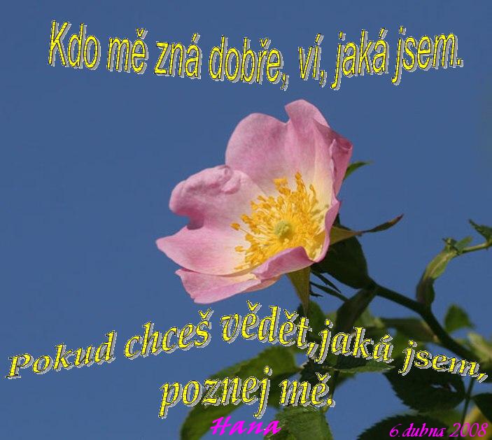 ruze-sipkova-25843.jpg